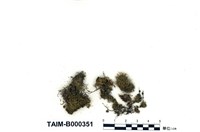 藏品(東亞澤苔)的圖片